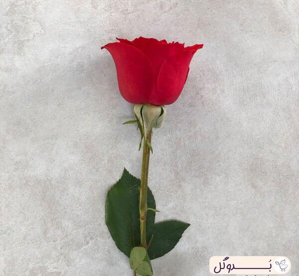 عکس گل رز ایرانی