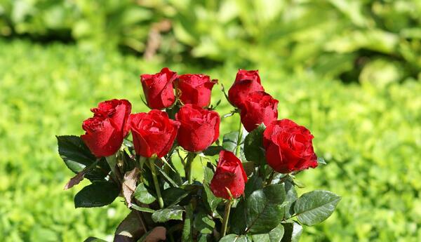 عکس گل رز ایرانی