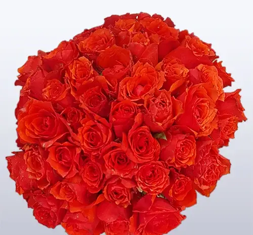 عکس گل رز ایرانی