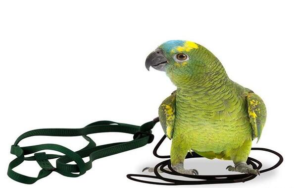 عکس جلیقه ی عروس هلندی