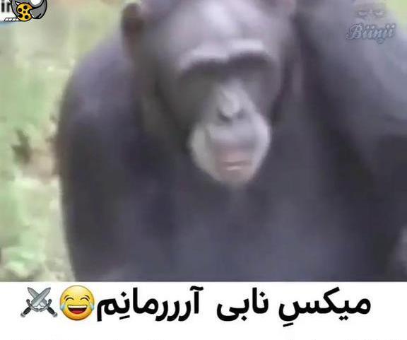 عکس میمون سیگار کش