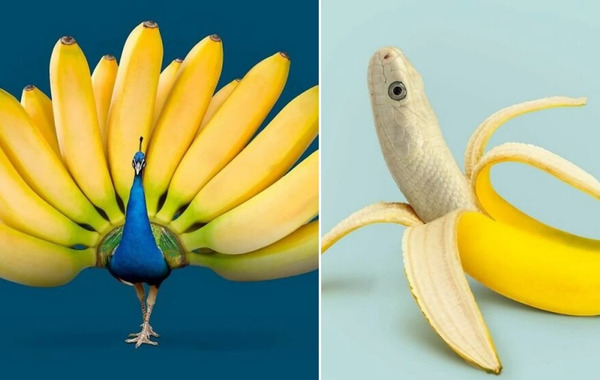 عکس میمون با موز
