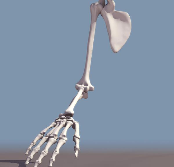 عکس سه بعدی اسکلت