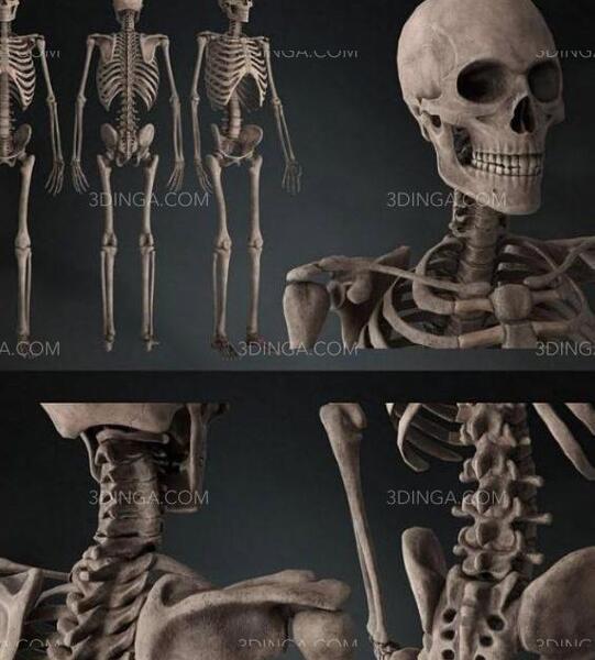 عکس سه بعدی اسکلت