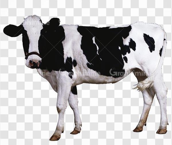 عکس گاو