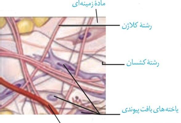 عکس بافت پیوندی متراکم