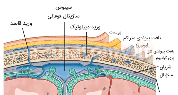 عکس بافت پیوندی متراکم