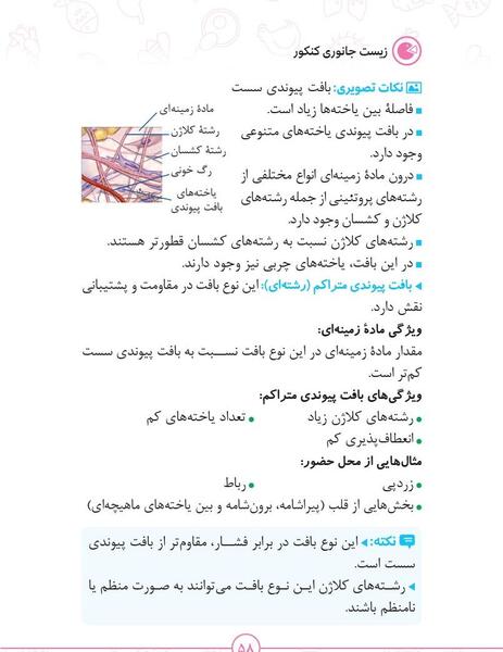 عکس بافت پیوندی متراکم