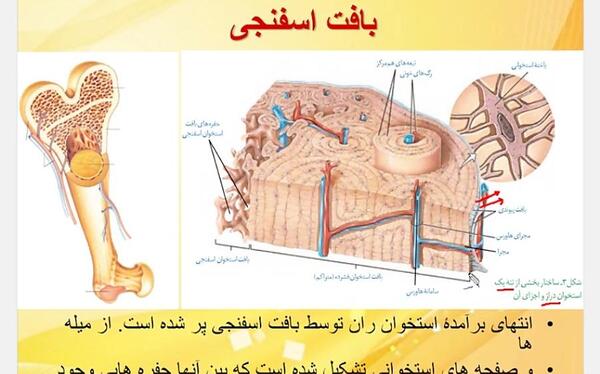 عکس بافت پیوندی متراکم