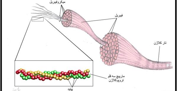 عکس بافت پیوندی متراکم