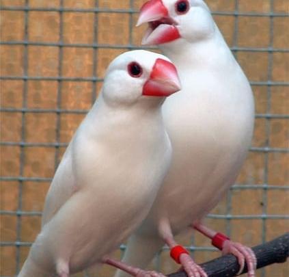 عکس فنچ کراواتی