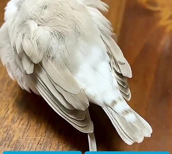 عکس فنچ کراواتی
