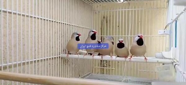 عکس فنچ کراواتی