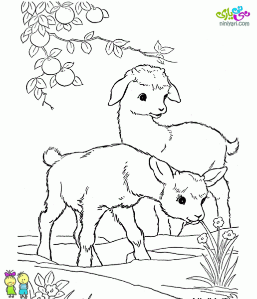عکس حیوانات رنگ امیزی