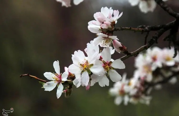 عکس بهار سنندج