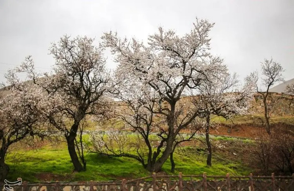 عکس بهار سنندج