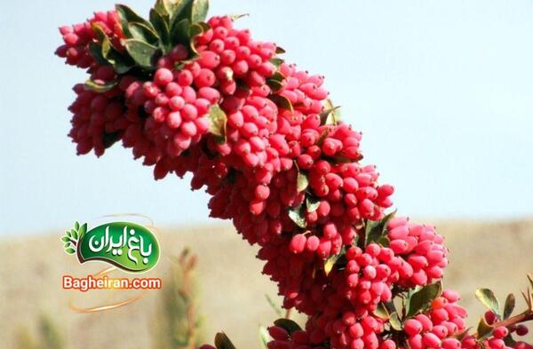 عکس تصویر گیاه زرشک