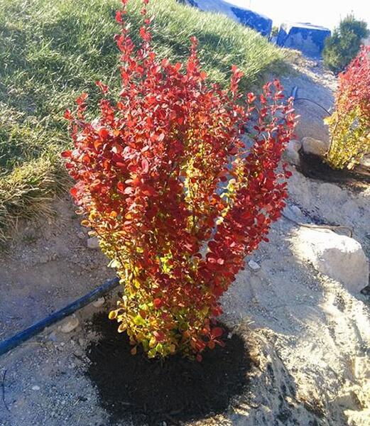 عکس تصویر گیاه زرشک