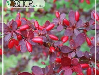 عکس تصویر گیاه زرشک