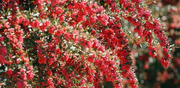عکس تصویر گیاه زرشک
