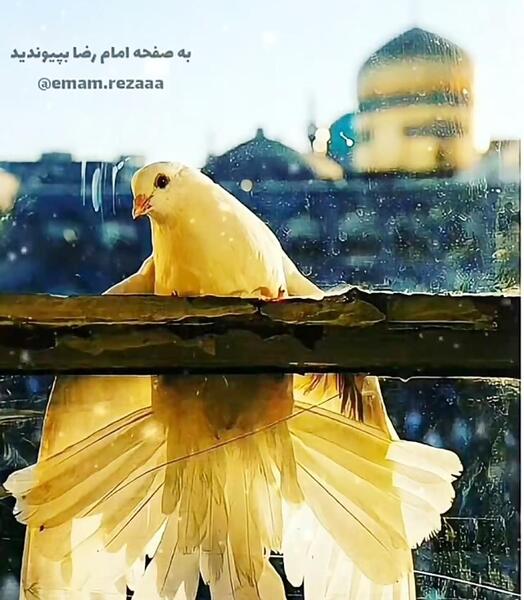 عکس حرم امام رضا و کبوتر