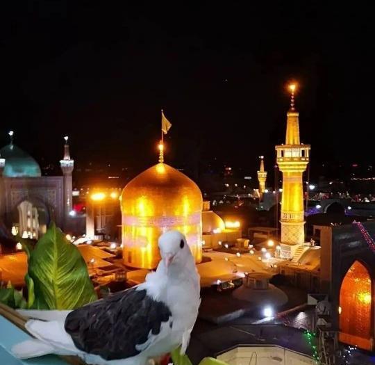 عکس حرم امام رضا و کبوتر