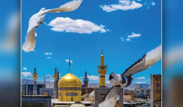 عکس حرم امام رضا و کبوتر