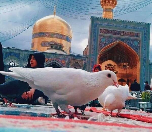 عکس حرم امام رضا و کبوتر