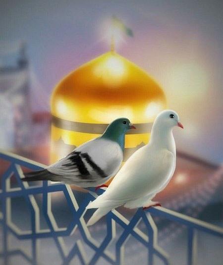 عکس حرم امام رضا و کبوتر