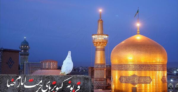 عکس حرم امام رضا و کبوتر