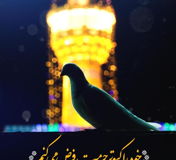 عکس حرم امام رضا و کبوتر