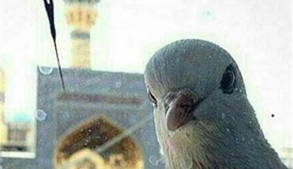 عکس حرم امام رضا و کبوتر