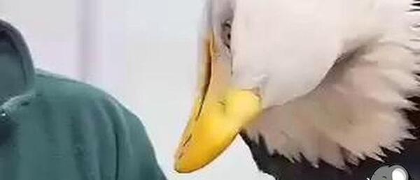 عکس زهره قوی بال