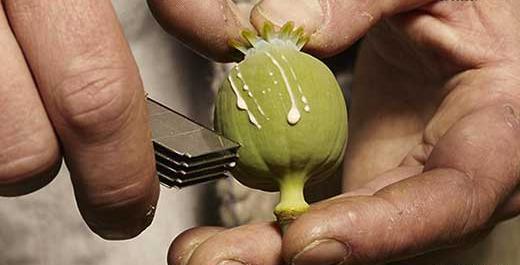 عکس تریاک در خانه