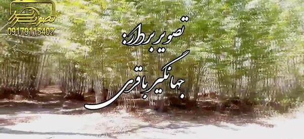 عکس شاه غیب کوار