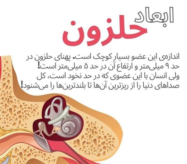 عکس ساختمان گوش علوم پنجم