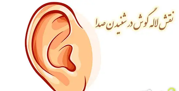 عکس ساختمان گوش علوم پنجم