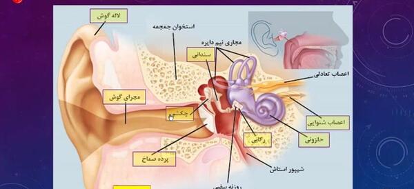 عکس ساختمان گوش علوم پنجم