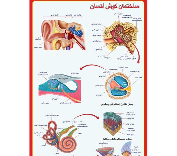 عکس ساختمان گوش علوم پنجم