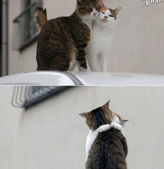 عکس گربه دوتایی برای پروفایل