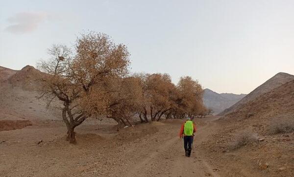 عکس لپه زنک