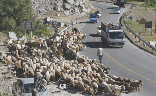 عکس لپه زنک
