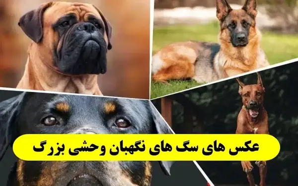 عکس فیلم سگ های وحشی