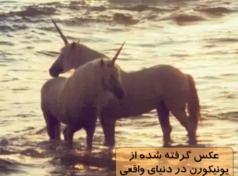 عکس اسب تک شاخ واقعی زیبا