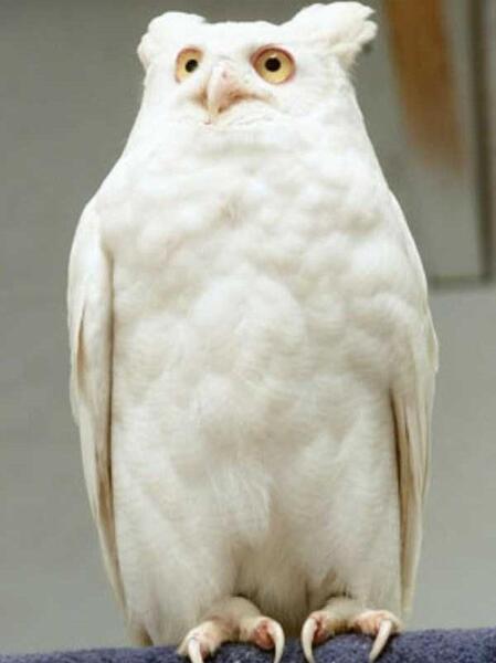 عکس سفید حیوان
