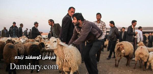 عکس فیلم آموزش ذبح گوسفندان اپارات
