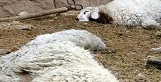 عکس فیلم آموزش ذبح گوسفندان اپارات