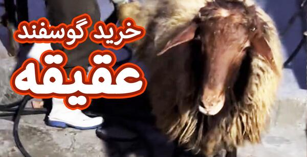 عکس فیلم آموزش ذبح گوسفندان اپارات
