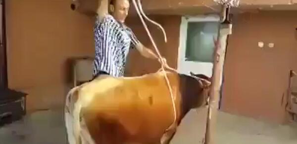 عکس فیلم آموزش ذبح گوسفندان اپارات