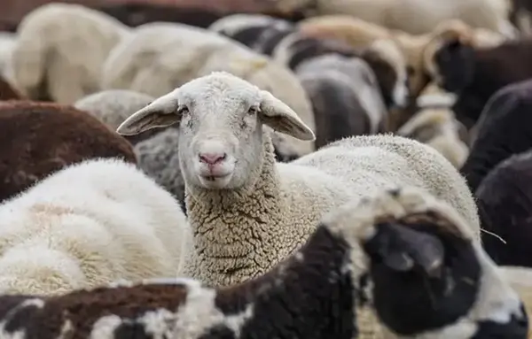 عکس فیلم آموزش ذبح گوسفندان اپارات